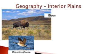 Canadian Goose
Bison
 