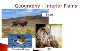 OwlCanadian Goose
Bison
 