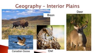 Deer
OwlCanadian Goose
Bison
 