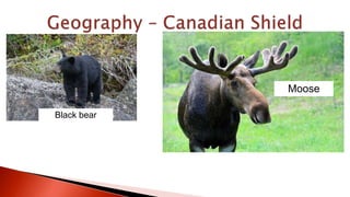 Black bear
Moose
 