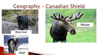 Black bear
Wolf
Moose
 