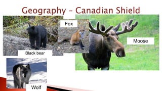Black bear
Wolf
Fox
Moose
 