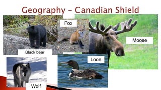 Black bear
Wolf
Fox
Moose
Loon
 