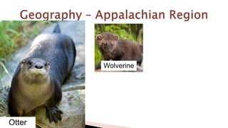 Otter
Wolverine
 