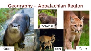 Otter
Wolverine
Deer Puma
 