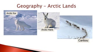 Arctic fox
Caribou
Arctic Hare
 
