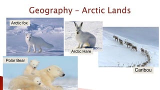 Arctic fox
Caribou
Arctic Hare
Polar Bear
 