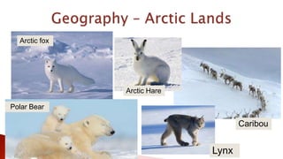 Arctic fox
Caribou
Lynx
Arctic Hare
Polar Bear
 