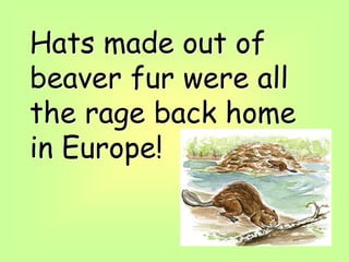 Hats made out of
beaver fur were all
the rage back home
in Europe!
 
