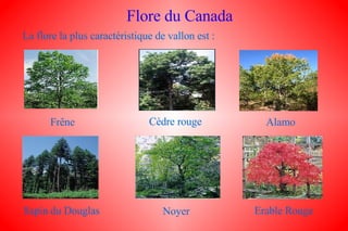 Flore du Canada Frêne Alamo Erable Rouge Cèdre rouge Noyer Sapin du Douglas La flore la plus caractéristique de vallon est : 