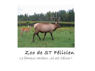 Zoo de ST Félicien
Le fameux caribou…où est Céline ?
 