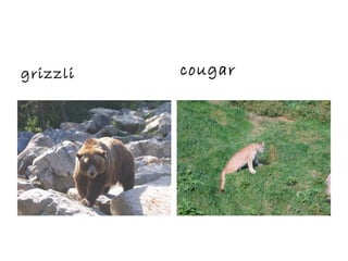 grizzli cougar
 