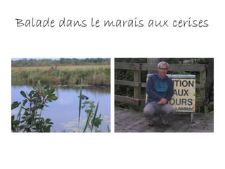 Balade dans le marais aux cerises
 