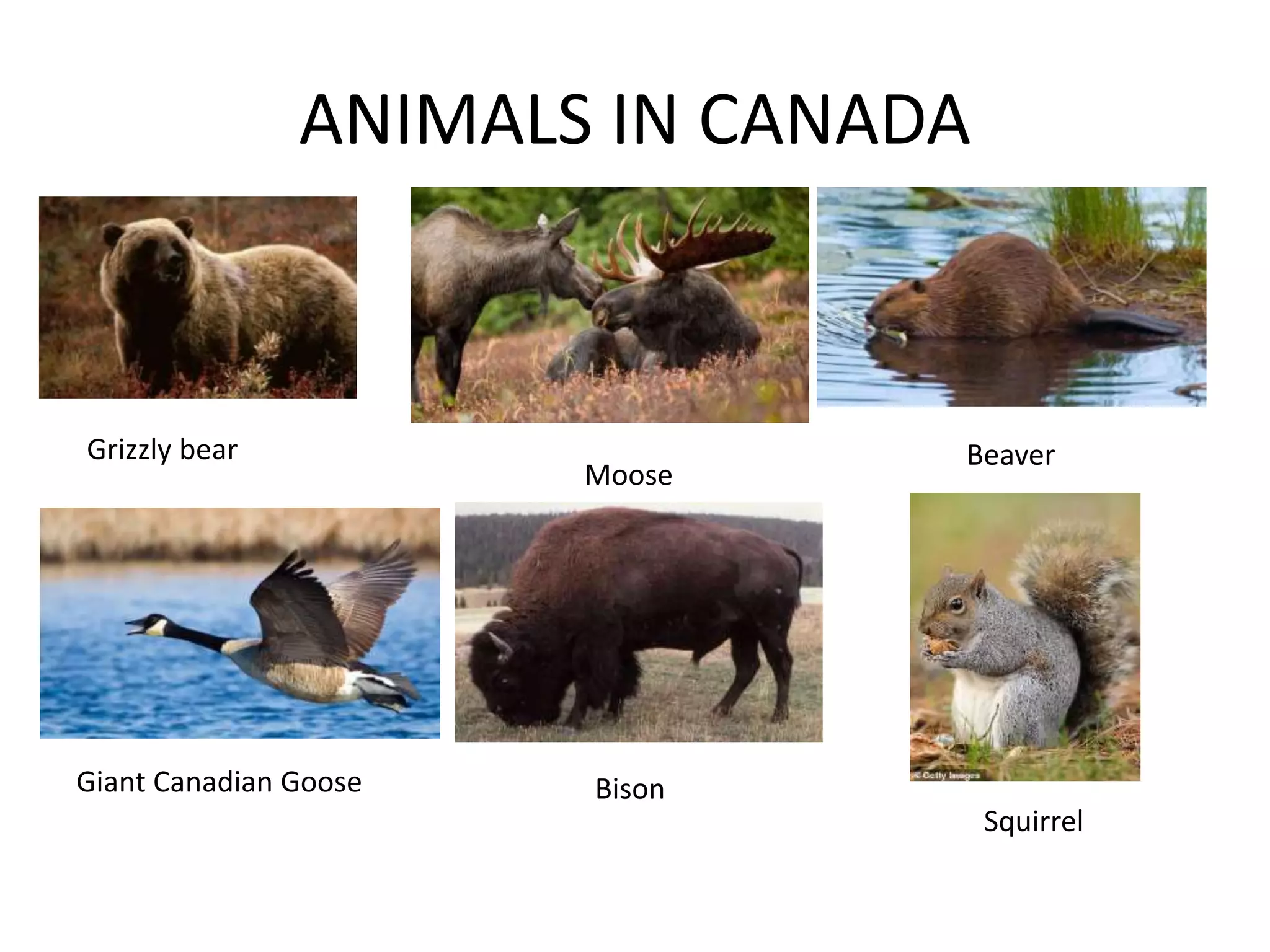 canada-for-kids-ppt