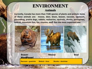 Currently, Canada has more than 7100 species of plants and animals Some
of these animals are: moose, deer, bison, beaver, raccoon, opossum,
groundhog, prairie dogs, rabbits, wolverine, squirrels, skunks, porcupines,
bobcat, mountain lion, fox, coyotes, wolf. But the most important are:
Raccoon – guaxinim Bobcat – lince Skunks – doninhas
WordPower!
Beaver Moose Bear
 