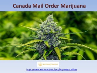Canada Mail Order Marijuana
https://www.westcoastsupply.ca/buy-weed-online/
 