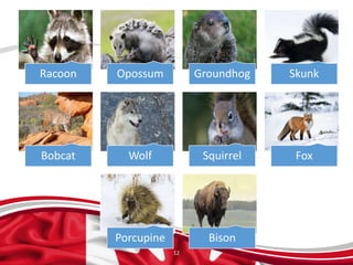 12
Racoon Opossum Groundhog Skunk
Bobcat Wolf Squirrel Fox
Porcupine Bison
 