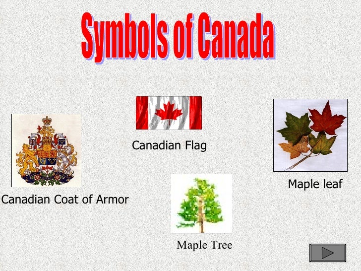 canadian symbol the government of canadian flag canadian of canada maple symbols armor coat of