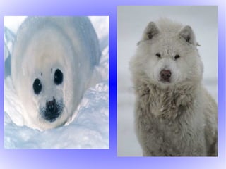 The parliament buildings are beautiful.