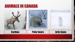 ANIMALS IN CANADA
Caribou Polar bears Artic foxes