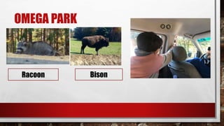 OMEGA PARK
Racoon Bison