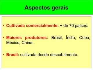 Aspectos gerais
• Cultivada comercialmente: + de 70 países.
• Maiores produtores: Brasil, Índia, Cuba,
México, China.  
• Brasil: cultivada desde descobrimento.
 