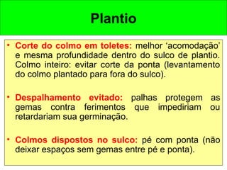 • Corte do colmo em toletes: melhor ‘acomodação’
e mesma profundidade dentro do sulco de plantio.
Colmo inteiro: evitar corte da ponta (levantamento
do colmo plantado para fora do sulco).
• Despalhamento evitado: palhas protegem as
gemas contra ferimentos que impediriam ou
retardariam sua germinação.
• Colmos dispostos no sulco: pé com ponta (não
deixar espaços sem gemas entre pé e ponta).
Plantio
 