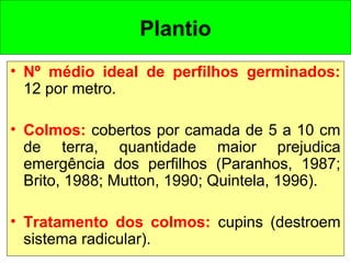 • Nº médio ideal de perfilhos germinados:
12 por metro.
• Colmos: cobertos por camada de 5 a 10 cm
de terra, quantidade maior prejudica
emergência dos perfilhos (Paranhos, 1987;
Brito, 1988; Mutton, 1990; Quintela, 1996).
• Tratamento dos colmos: cupins (destroem
sistema radicular).
Plantio
 