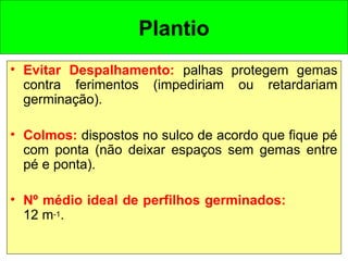 Plantio
• Evitar Despalhamento: palhas protegem gemas
contra ferimentos (impediriam ou retardariam
germinação).
• Colmos: dispostos no sulco de acordo que fique pé
com ponta (não deixar espaços sem gemas entre
pé e ponta).
• Nº médio ideal de perfilhos germinados:
12 m-1.
 