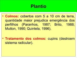 • Colmos: cobertos com 5 a 10 cm de terra,
quantidade maior prejudica emergência dos
perfilhos (Paranhos, 1987; Brito, 1988;
Mutton, 1990; Quintela, 1996).
• Tratamento dos colmos: cupins (destroem
sistema radicular).
Plantio
 