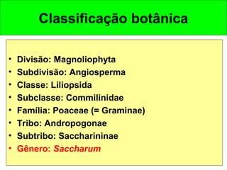 Classificação botânica
• Divisão: Magnoliophyta
• Subdivisão: Angiosperma
• Classe: Liliopsida
• Subclasse: Commilinidae
• Família: Poaceae (= Graminae)
• Tribo: Andropogonae
• Subtribo: Saccharininae
• Gênero: Saccharum
 