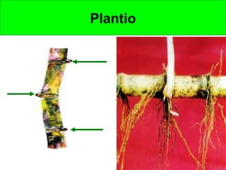 Plantio
 