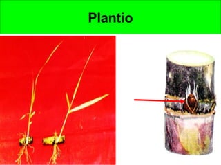 Plantio
 
