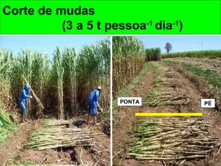 Corte de mudas
(3 a 5 t pessoa-1
dia-1
)
PONTA PÉ
 