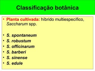 Classificação botânica
• Planta cultivada: híbrido multiespecífico,
Saccharum spp.
• S. spontaneum
• S. robustum
• S. officinarum
• S. barberi
• S. sinense
• S. edule
 