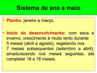 Sistema de ano e meio
• Plantio: janeiro a março.
• Início do desenvolvimento: com seca e
inverno, crescimento é muito lento durante
5 meses (abril a agosto), vegetando nos
7 meses subsequentes (setembro a abril),
amadurecendo nos meses seguintes, até
completar 16 a 18 meses.
 