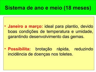 • Janeiro a março: ideal para plantio, devido
boas condições de temperatura e umidade,
garantindo desenvolvimento das gemas.
• Possibilita: brotação rápida, reduzindo
incidência de doenças nos toletes.
Sistema de ano e meio (18 meses)
 