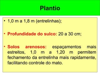 Plantio
• 1,0 m a 1,8 m (entrelinhas);
• Profundidade do sulco: 20 a 30 cm;
• Solos arenosos: espaçamentos mais
estreitos, 1,0 m a 1,20 m permitem
fechamento da entrelinha mais rapidamente,
facilitando controle do mato.
 