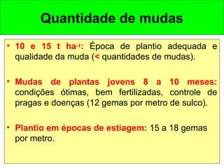Quantidade de mudas
• 10 e 15 t ha-1: Época de plantio adequada e
qualidade da muda (< quantidades de mudas).
• Mudas de plantas jovens 8 a 10 meses:
condições ótimas, bem fertilizadas, controle de
pragas e doenças (12 gemas por metro de sulco).
• Plantio em épocas de estiagem: 15 a 18 gemas
por metro.
 