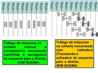 Tráfego de máquinas na
colheita manual e
carregamento mecanizado
(caminhão e carregadora
da esquerda para a direita).
COM QUEIMA.
Tráfego de máquinas
na colheita mecanizada
com colhedora
(Transbordo e
colhedora da esquerda
para a direita).
SEM QUEIMA.
 