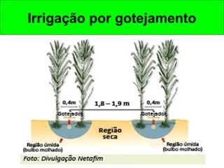 Irrigação por gotejamento
 