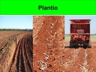 Plantio
 