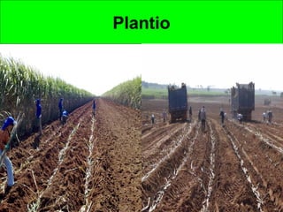 Plantio
 