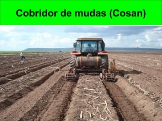 Cobridor de mudas (Cosan)
 
