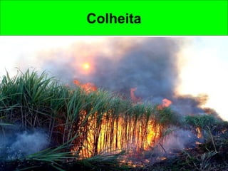 Colheita
 