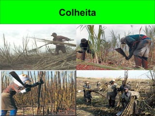 Colheita
 