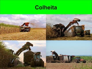 Colheita
 