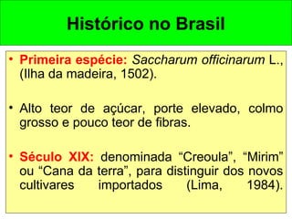 Histórico no Brasil
• Primeira espécie: Saccharum officinarum L.,
(Ilha da madeira, 1502).
• Alto teor de açúcar, porte elevado, colmo
grosso e pouco teor de fibras.
• Século XlX: denominada “Creoula”, “Mirim”
ou “Cana da terra”, para distinguir dos novos
cultivares importados (Lima, 1984).
 