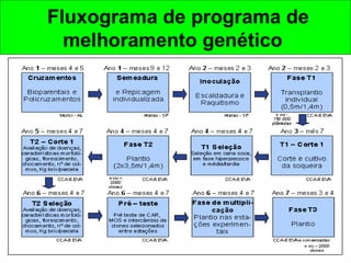  Fluxograma de programa de
melhoramento genético
 