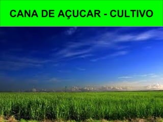 CANA DE AÇUCAR - CULTIVO
 